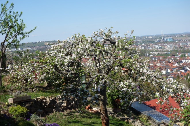 Apfelbaum mit Blick ins Neckartal
