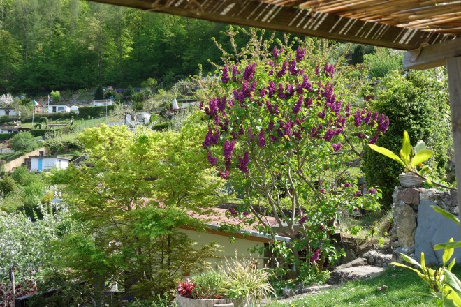 Flieder und Ahornbaum am Raichberg