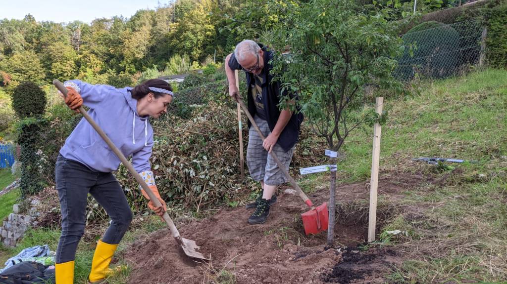 Baum im Stuttgarter Hang, Raichberg