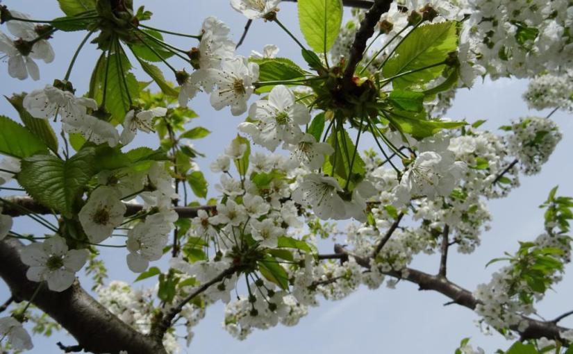 Wasser läuft! Gartenjahr 2024 geht&nbsp;los
