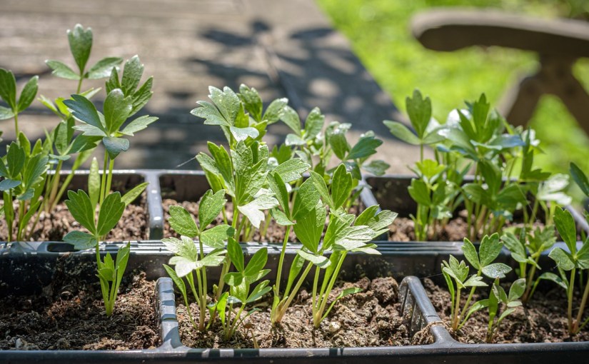 Frühjahrsarbeiten Zuhause und im&nbsp;Garten