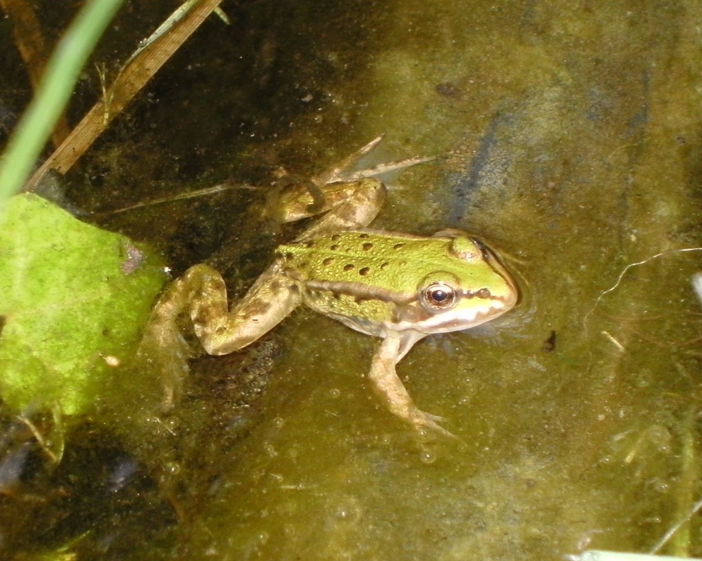 Teichfrosch im Teich