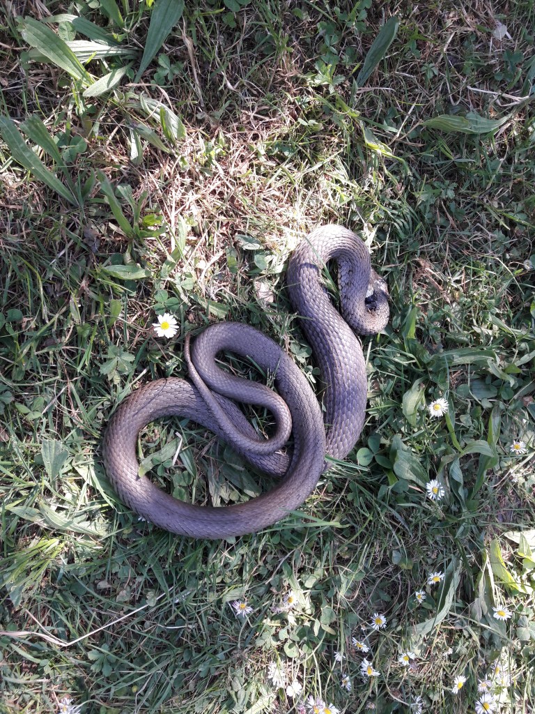 Ringelnatter im Gras