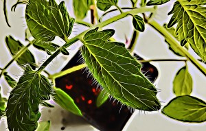 Tomatenplanze in Topf