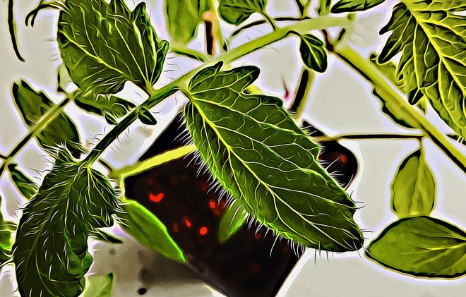 Tomatenplanze in Topf